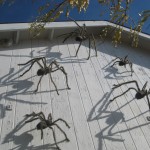 Spooky Spiders Climbing the Bowersock Gallery