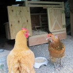 Coop, Sweet Coop for Rosie and Toops