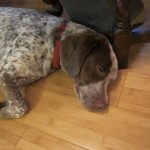 Naptime for Charlie