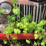 Captured By Porches Beer Bus