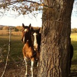 Our New Neighbors