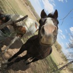 Meet Sam and Pinto, Friends and Neighbors of Caretaking Couple.