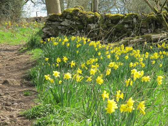 English Countryside Daffodils
