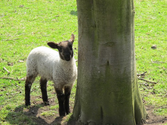 Lamb Playing Peek-a-Boo