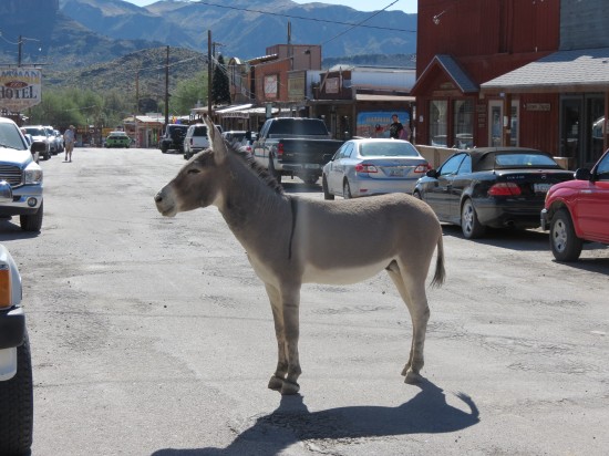 Donkey in Oatman, AZ