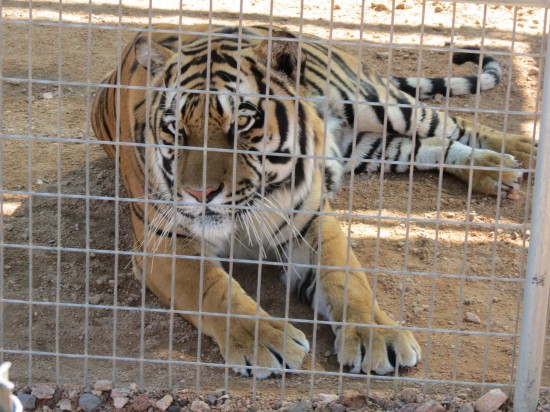 A Rescued Tiger at Keepers of the Wild
