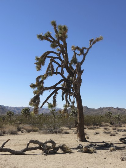 This is the Joshua Tree.