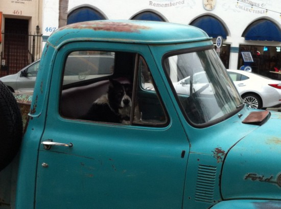A Dog and His Truck