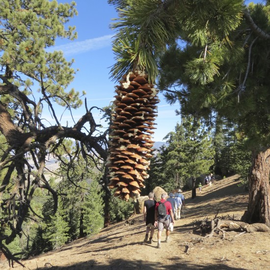 Coulter Pine Cone in Los Padres National Forest