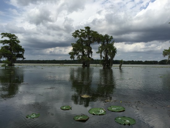Swamp Lillies